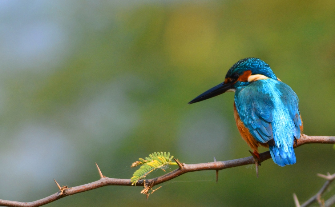 kingfishers-of-india-on-forest