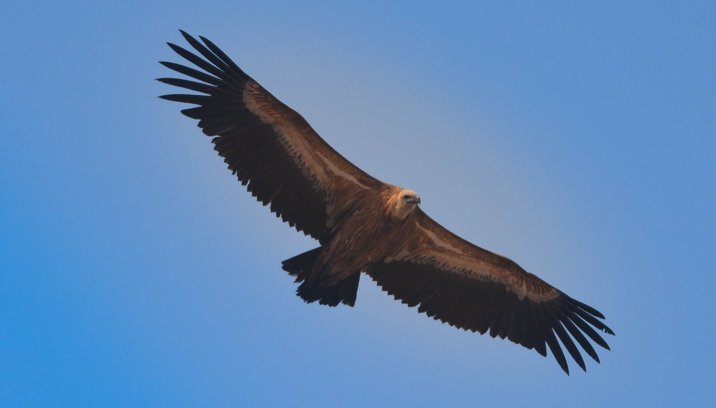 The Vanishing Vultures of India On Forest